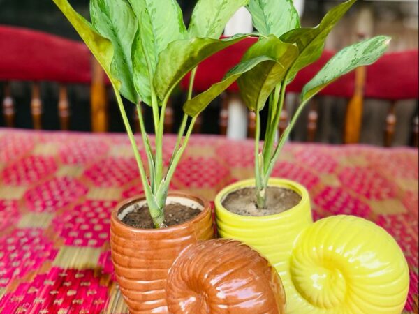 Ceramic Pots with Plants